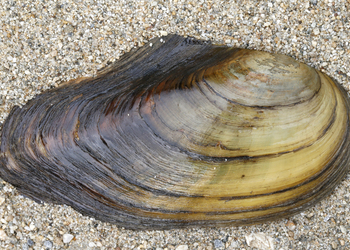 Gemeine Teichmuschel (Anadonta anatina) - © Gernot Kunz